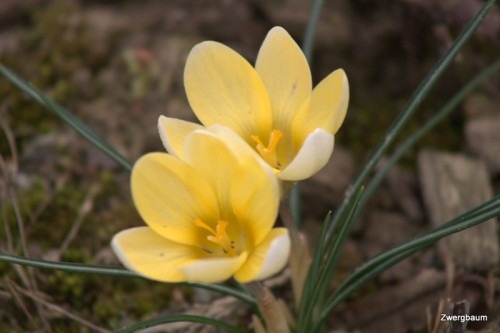 Krokus