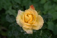 Rose "Sunrise"