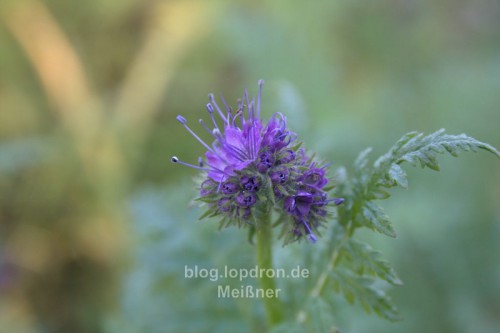 comp_IMG_0395