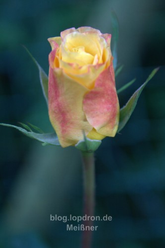 comp_IMG_0402