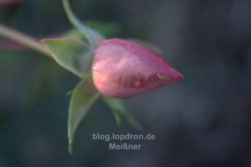 comp_IMG_0411