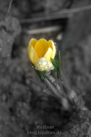 Blühendes Krokus, 31.12.2011