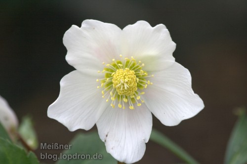 Christrose
