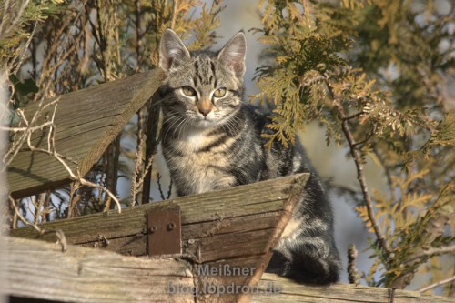 Katze