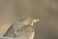 Amsel beim "Nachmittagskaffee"