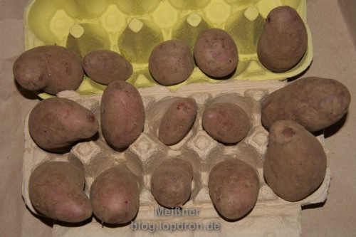 Kartoffel “Rote Emmalie” in Eierkartons