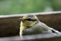 Junge Blaumeise nach Irrflug