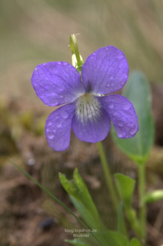 Hunds-Veilchen