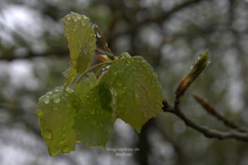 Der Regen der letzten Tage