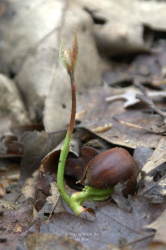 Wenn ich groß bin werde ich eine Traubeneiche!