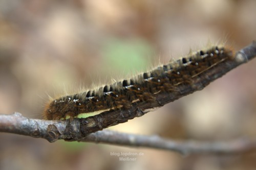 Und ich werde ein Schmetterling!