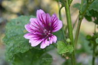 Malva sylvestris Zebrina