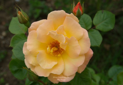 Rose Sunrise - beide Pflanzen haben die Jahre in alten Garten und das Umpflanzen überlebt.