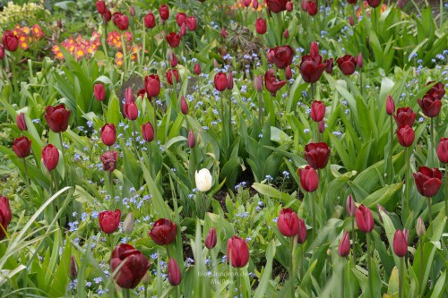 Tulpen, Tulpen und noch mehr Tulpen