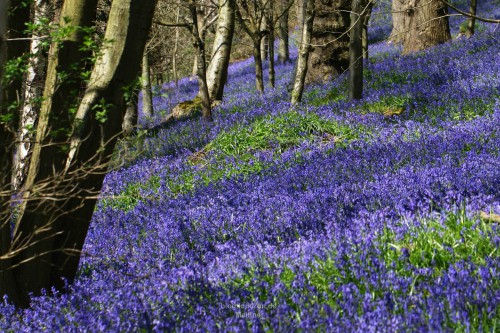 Viele blaue Blumen